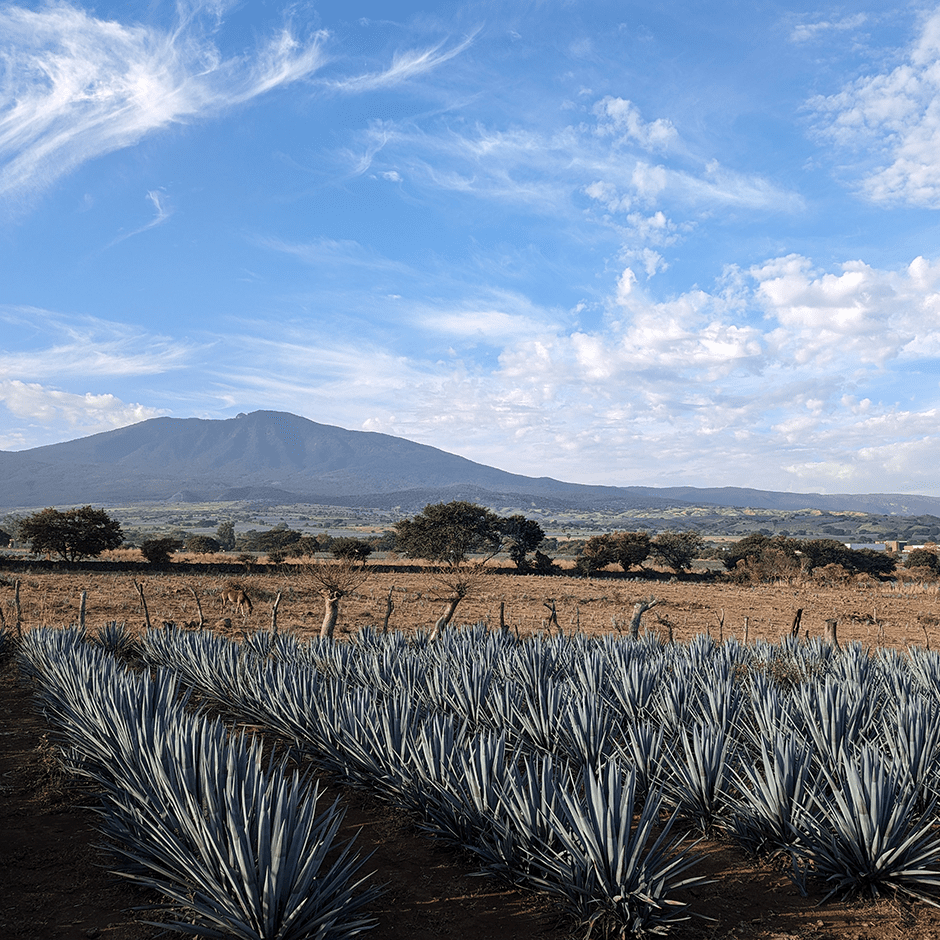 Agave fields at Atanasio Tequila